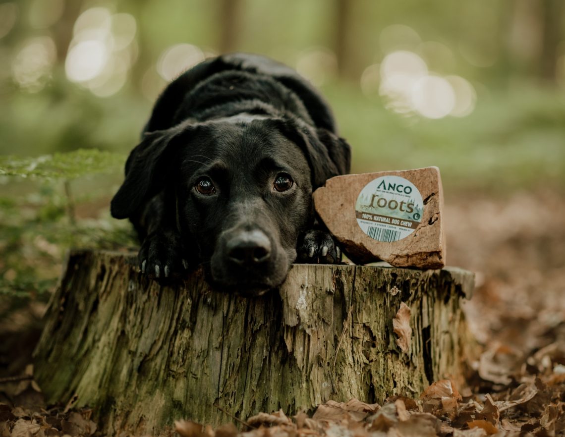 Dog with root