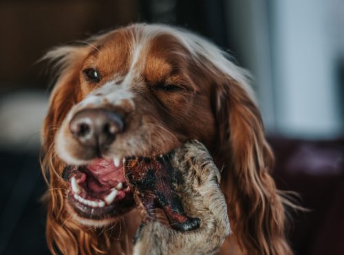 Hairy Bully Snout