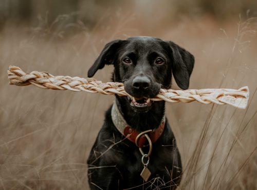 Black Lab