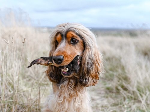 Hairy Bully Treats for Dogs Anco Dog Treats