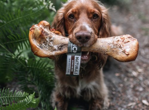 Ostrich Dino Bone w Obi