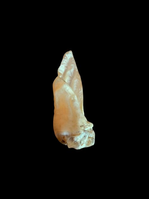 13561 Wonky Cow Ear_1.png