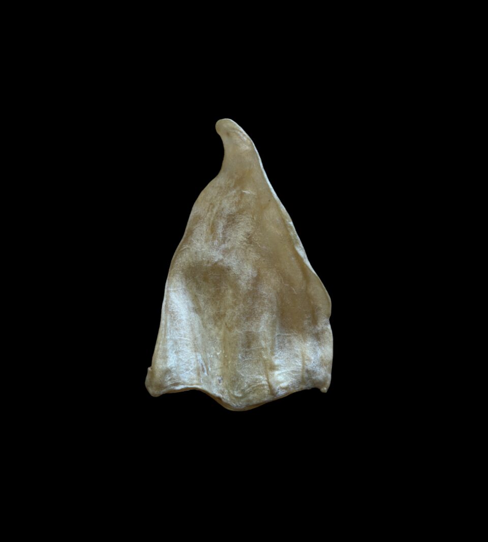 913507_1.jpg